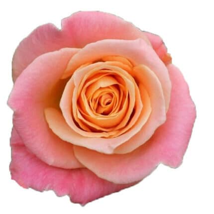 Rose Miss Piggy 60cm mystic