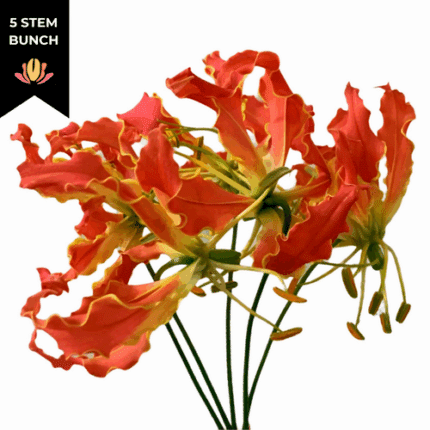 Lily Org Gloriosa holl(5st)