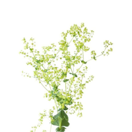 Alchemilla Lady's Mantle holl