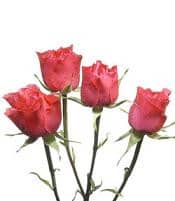 RoseSpray TwinkleBride cont fl