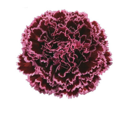 Carn. Sel. Nobbio Burgundy fresca