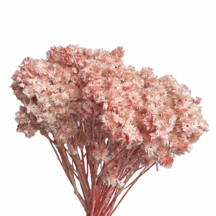 Dried Helichrysum Pink holl