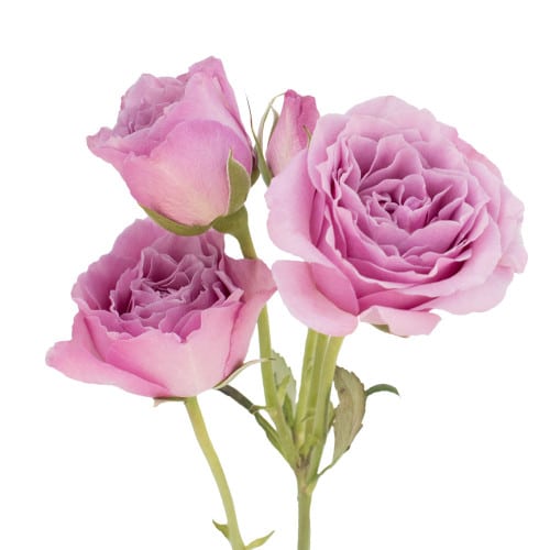 e3c650c2-1c7b-43a2-acdb-5399f13e8cfe.jpg RoseSpray Lavender flow holl - Image 1