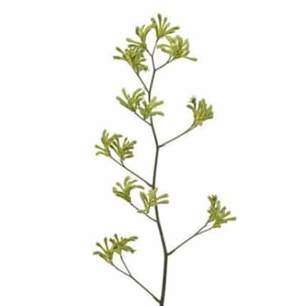 Kangeroo Paw Green holl