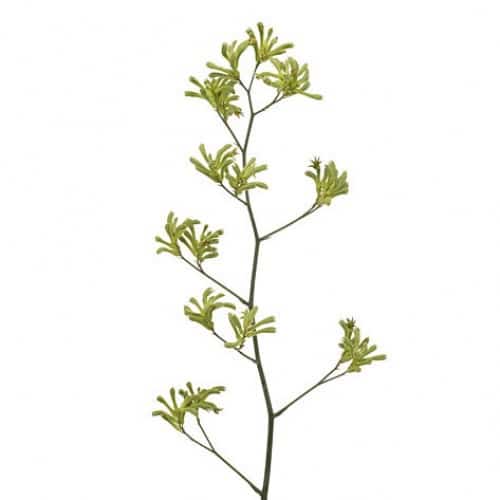 e3c79f07-bc68-49fc-bf80-fac9ffa220b5.jpg Kangeroo Paw Green holl - Image 1