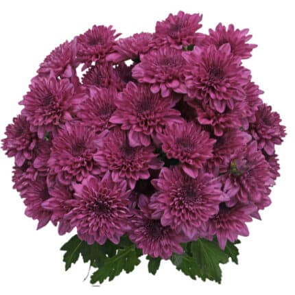 Pom Novelty Purple sole