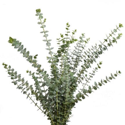 Eucalyptus True Blue fbi