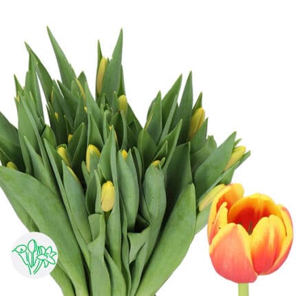 Tulip Denmark holl