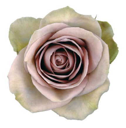 Rose Amnesia 50cm rfi