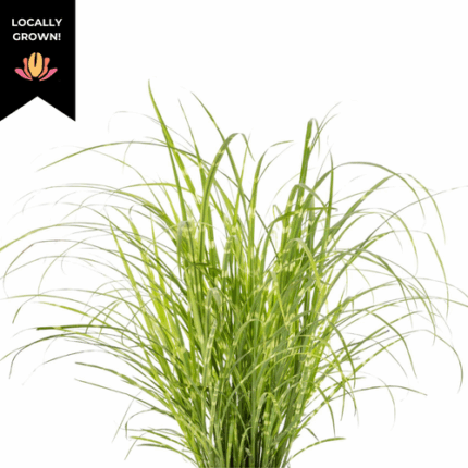 Grass Var.Miscanthus cram