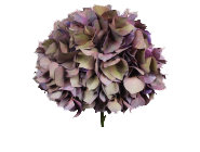 Hydrangea Esmee holl(st)
