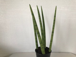 5" SNAKE CYLINDRICA