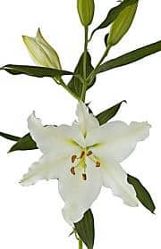 RIALTO lily s.v.