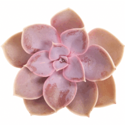 Succulent Parel Von Nurnberg holex