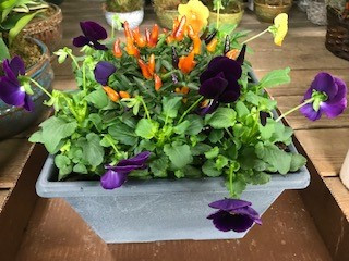 12" PANSY POT