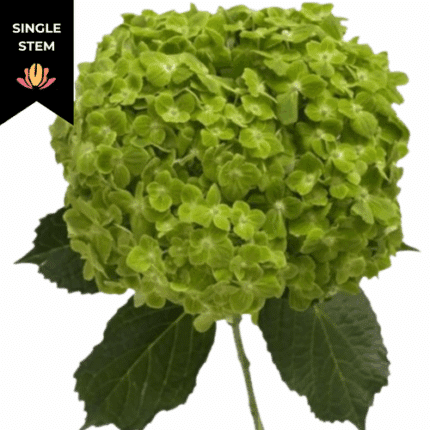 Hydrangea Shamrock sole (stem)