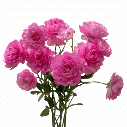 Ranunculus Moderna Dolce rprima