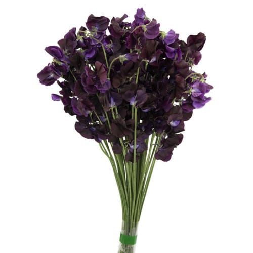 e42c2955-1650-4fb2-8eec-20f0507aa89d.jpg Sweet Pea Ao Shikiibu jap (eggplant) - Image 1
