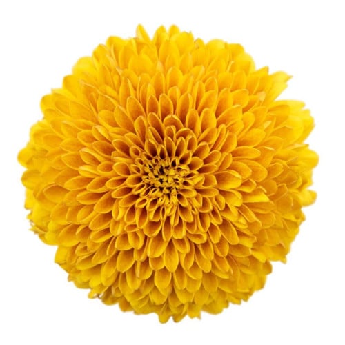 e42d984c-8096-4a83-b027-8605532f3705.jpg Mum Disbud Button Paladov rio(5st) - Image 1