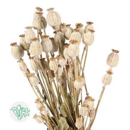 Dried Poppies Natural holl(5st