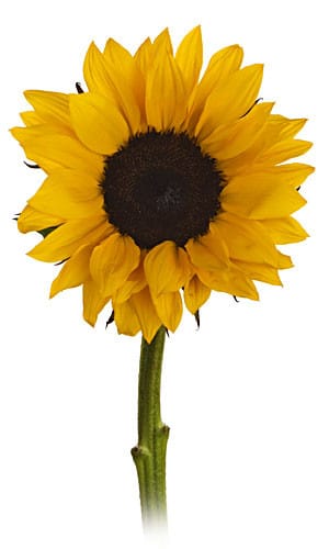 Sunflowers Amerilink(5st)
