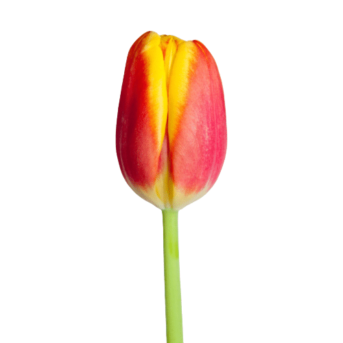 e4450e04-a706-4244-9112-9c848958fd29.png Tulip French Red Yellow holl - Image 1