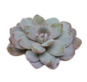 Succulent Lauii holl(STEM)