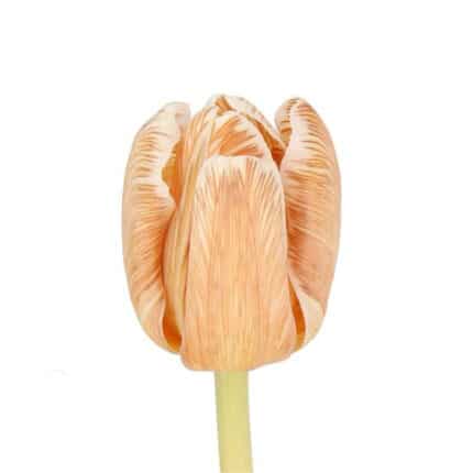 Tulip Painted Caramel Honey ho