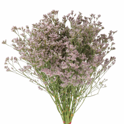 LIMONIUM pink misty