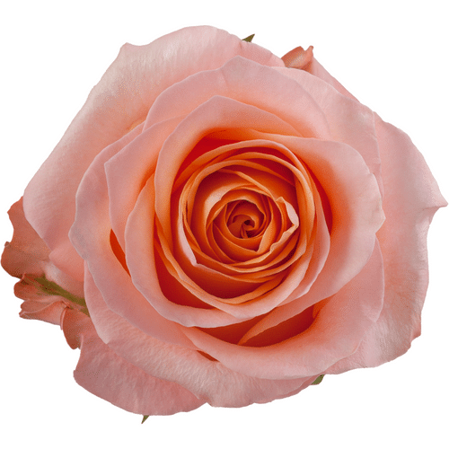 e47f510d-60a4-4046-b101-7ca7d2fda02c.png Rose Coral Reef 50cm rosaprima - Image 1