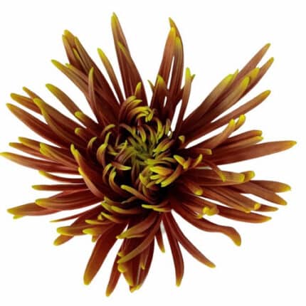 Mum Delistar Saffina DkBronze
