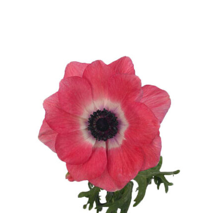 Anemonie Pink White rio