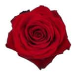 Rose Freedom 40cm priv coll - Image 2