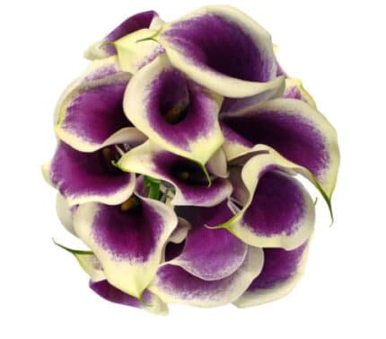 Calla Picasso esmeralda