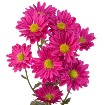Pom Daisy Show Purple sole