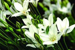 Brodea silver queen holl white