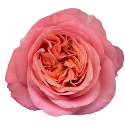 Rose Pink X-pression 50cm Rpri