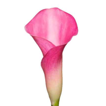 Calla Algeria sande