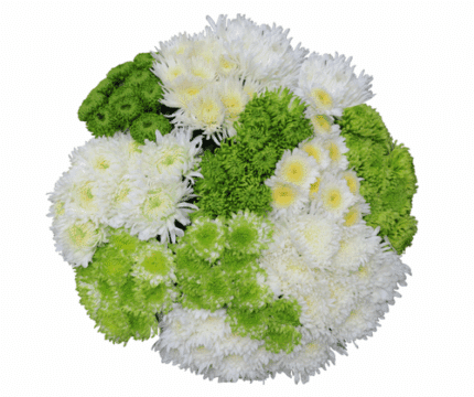 Mum Disbud Fugi Shamrock(10cas