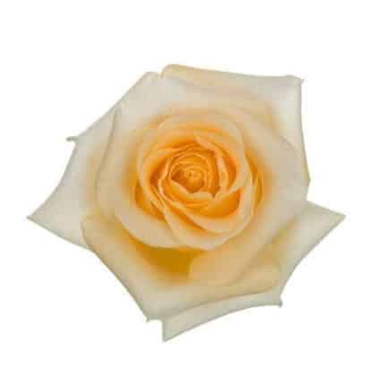 Rose Creme Dela Creme 50cm tessa