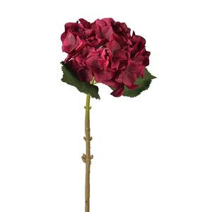 Hydrangea Crimson DkPk chile (stem)