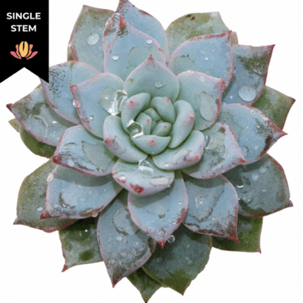 Succulent Bluebird holl(st)