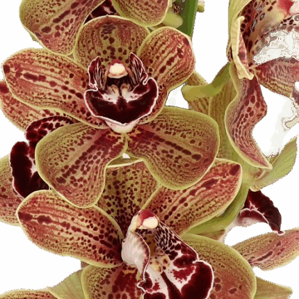 Cymbidium Los Angeles holl(STE