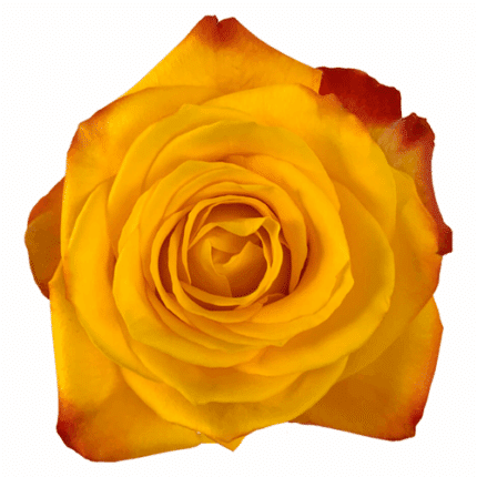 Rose Summer Light 70cm tessa