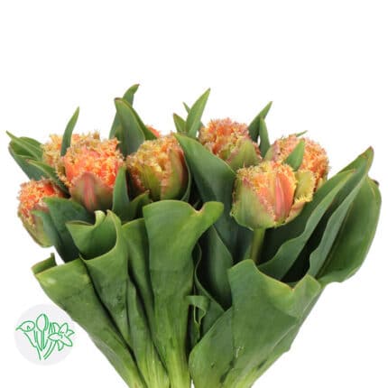 Tulip Frill Brisbane holl