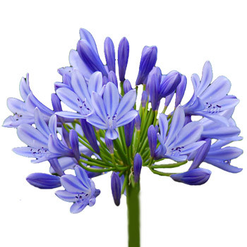 Agapanthus Blue Amerilink