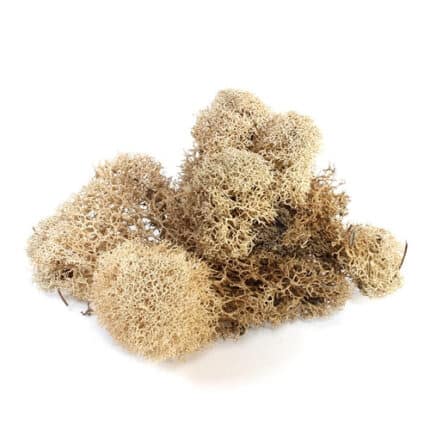 Moss Reindeer Natural (case)