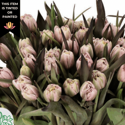 Tulip Dyed Double Brownies holl