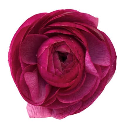 Ranunculus DkPurple cramer