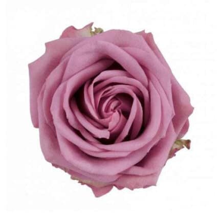 Rose Cool Water 40 rprima